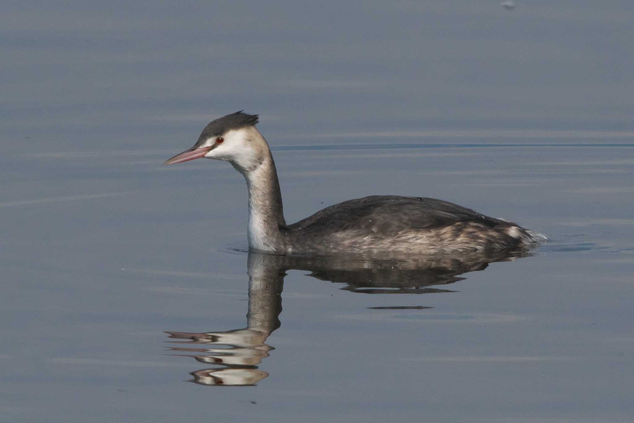 Great Crested Grebe