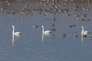 コハクチョウ 大沼(宮城県仙台市) 2023年12月7日(木)