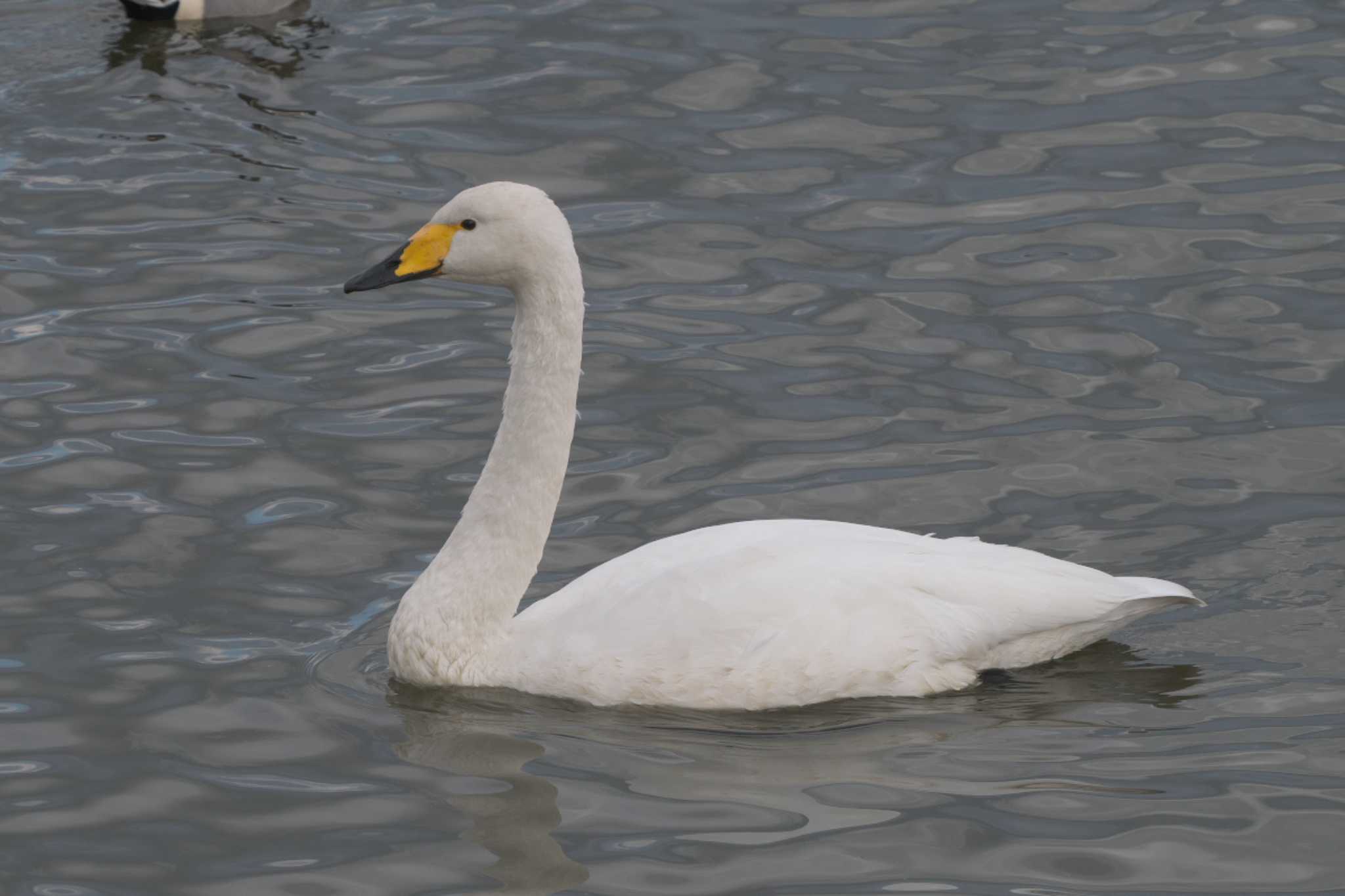 Whooper Swan