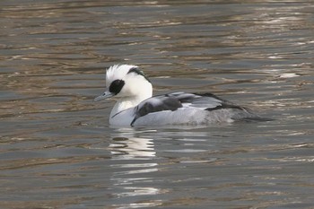 Thu, 12/7/2023 Birding report at 大沼(宮城県仙台市)