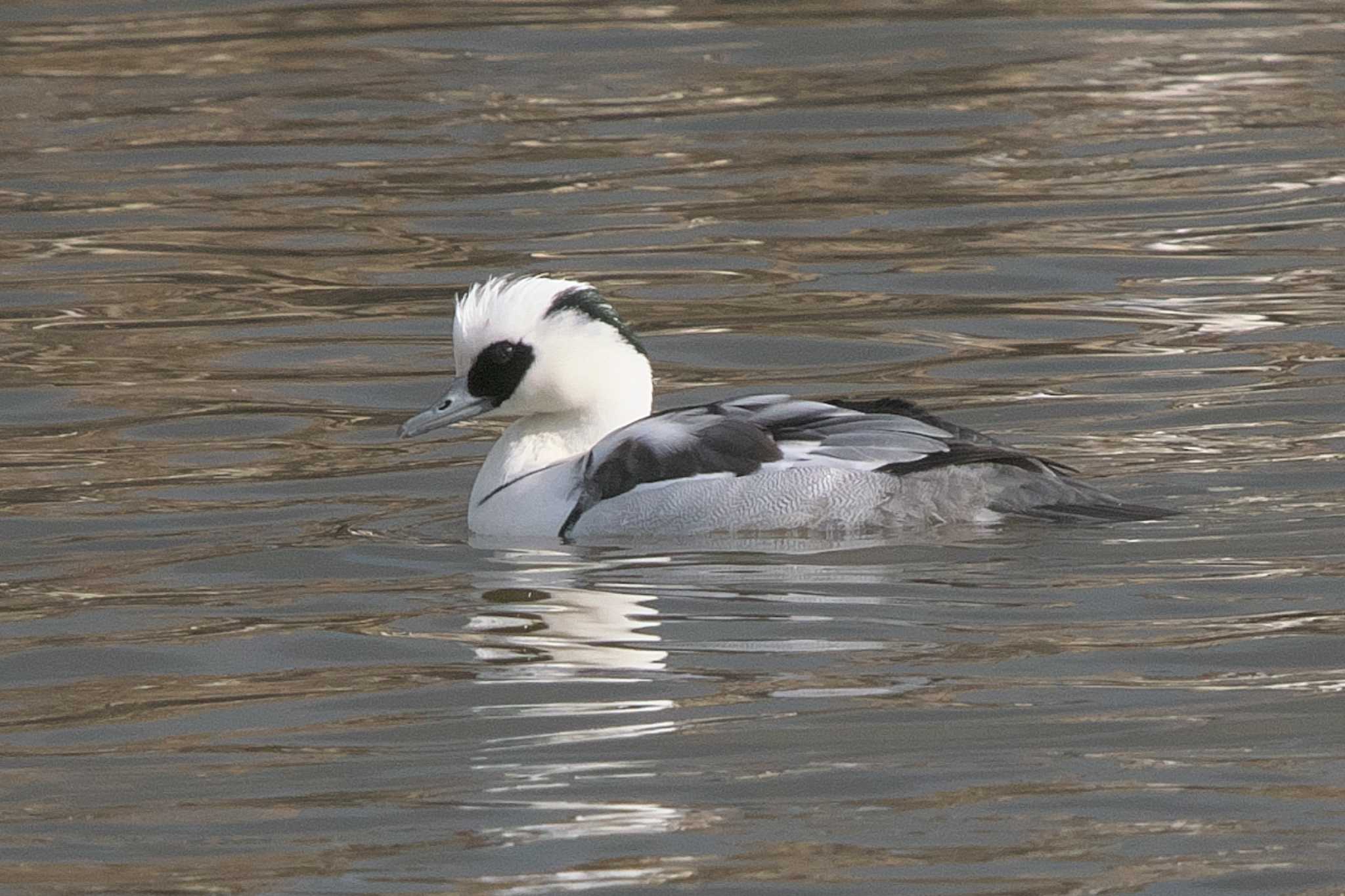 Smew