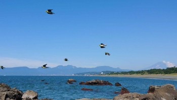 Mon, 7/31/2023 Birding report at Terugasaki Beach