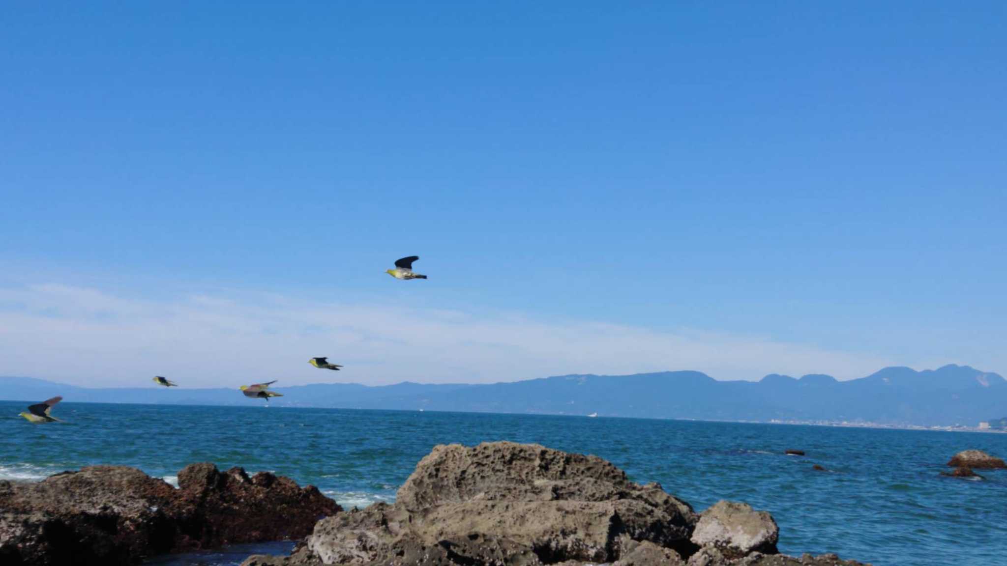 大磯照ヶ崎海岸 アオバトの写真 by ミサゴ好き🐦