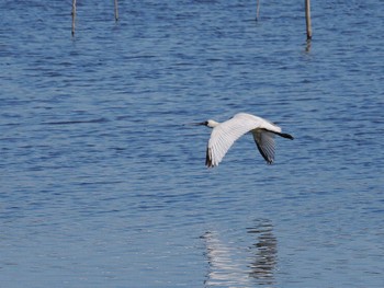 Black-faced Spoonbill Isanuma Fri, 12/8/2023