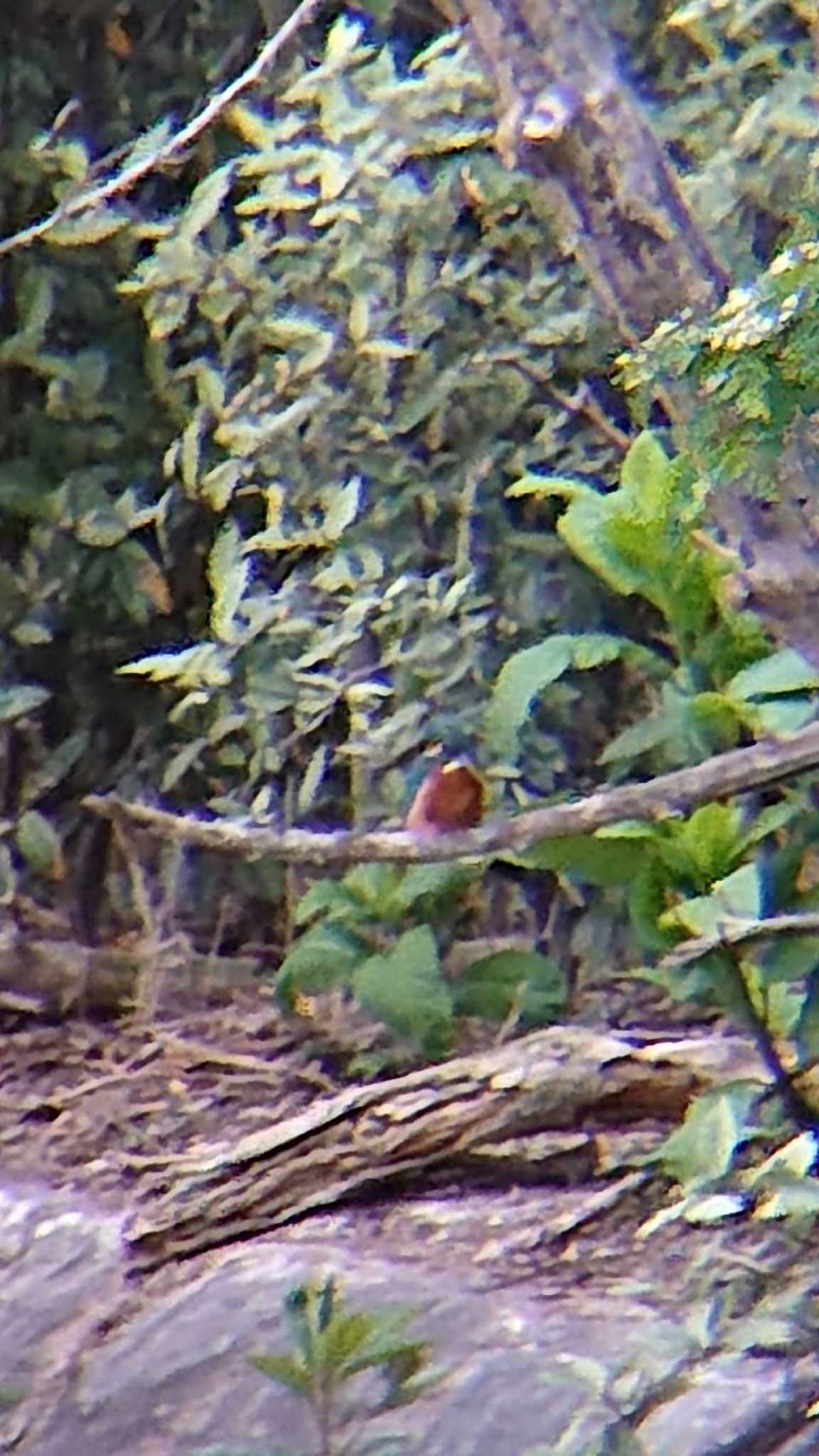 東京港野鳥公園 カワセミの写真 by ミサゴ好き🐦