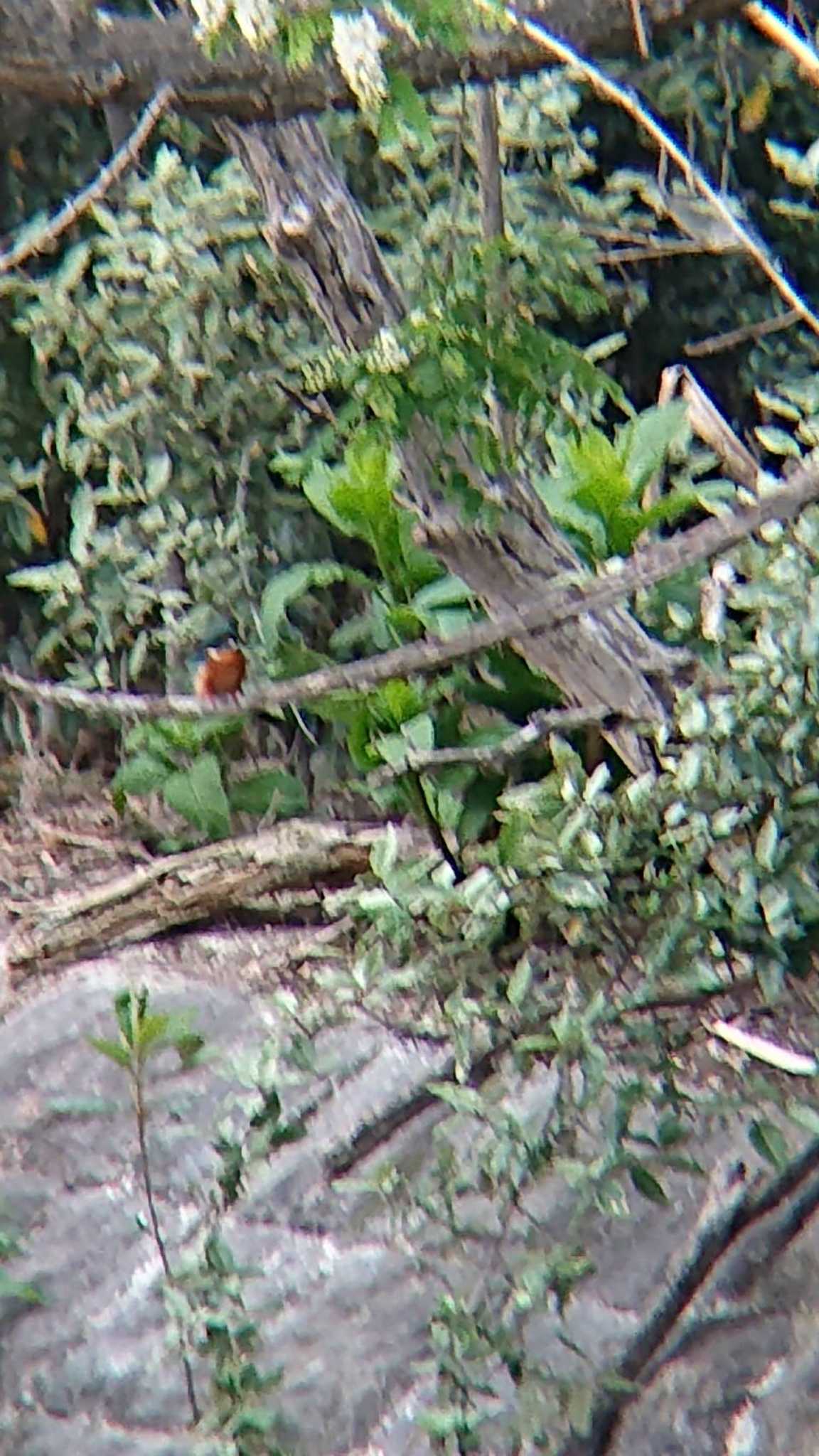 東京港野鳥公園 カワセミの写真 by ミサゴ好き🐦