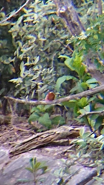 2023年4月28日(金) 東京港野鳥公園の野鳥観察記録