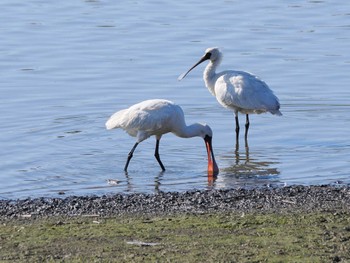 Black-faced Spoonbill Isanuma Fri, 12/8/2023