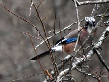 Eurasian Jay Senjogahara Marshland Thu, 11/23/2023