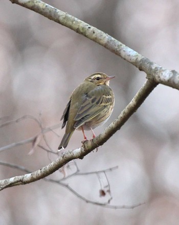 Olive-backed Pipit 井頭公園 Sat, 12/9/2023