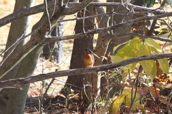 Common Kingfisher 上野台公園（東海市） Sat, 12/9/2023