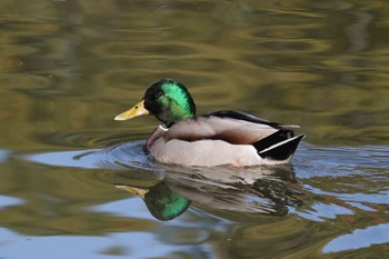 マガモ 上野台公園（東海市） 2023年12月9日(土)