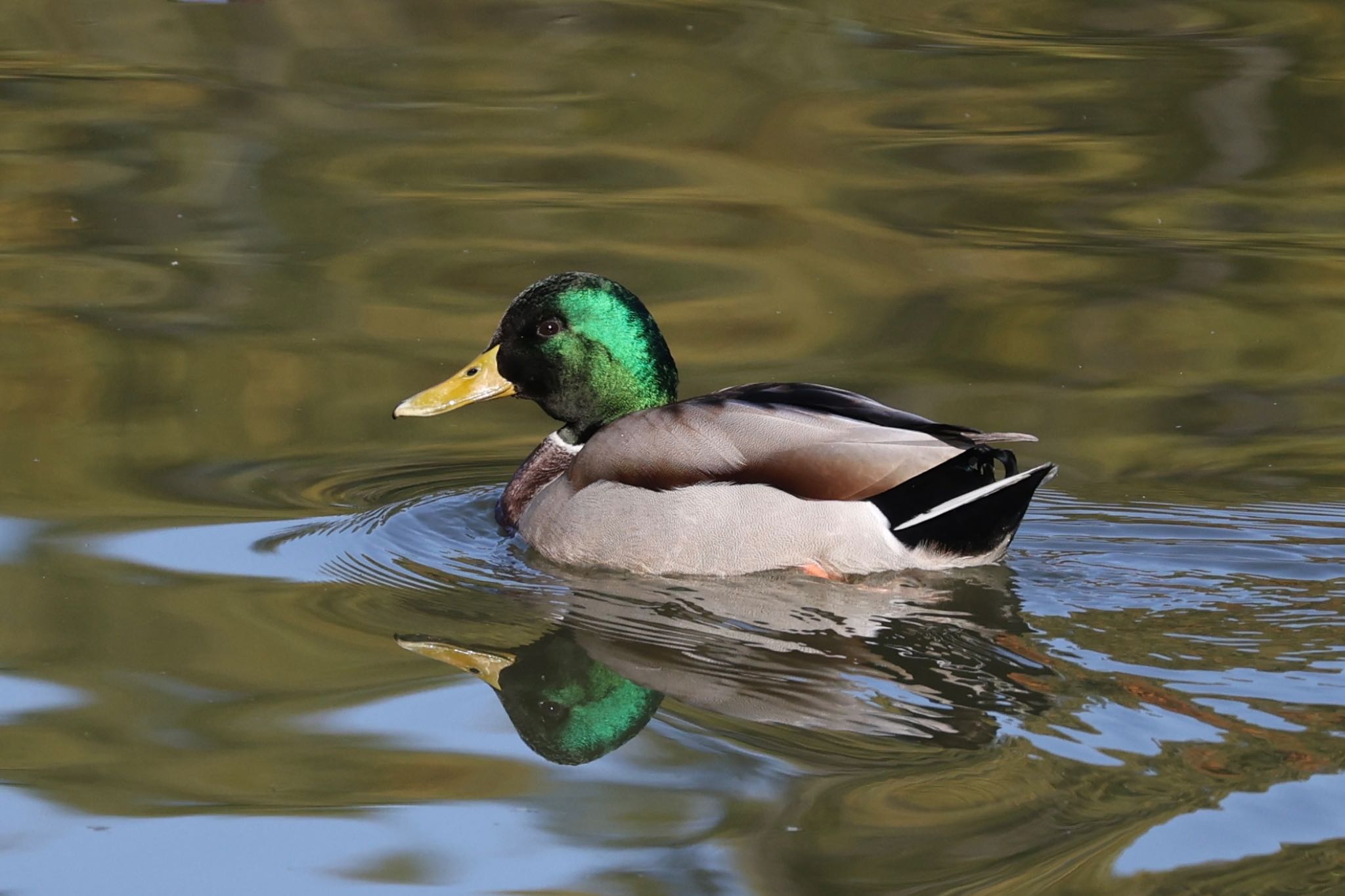 Mallard