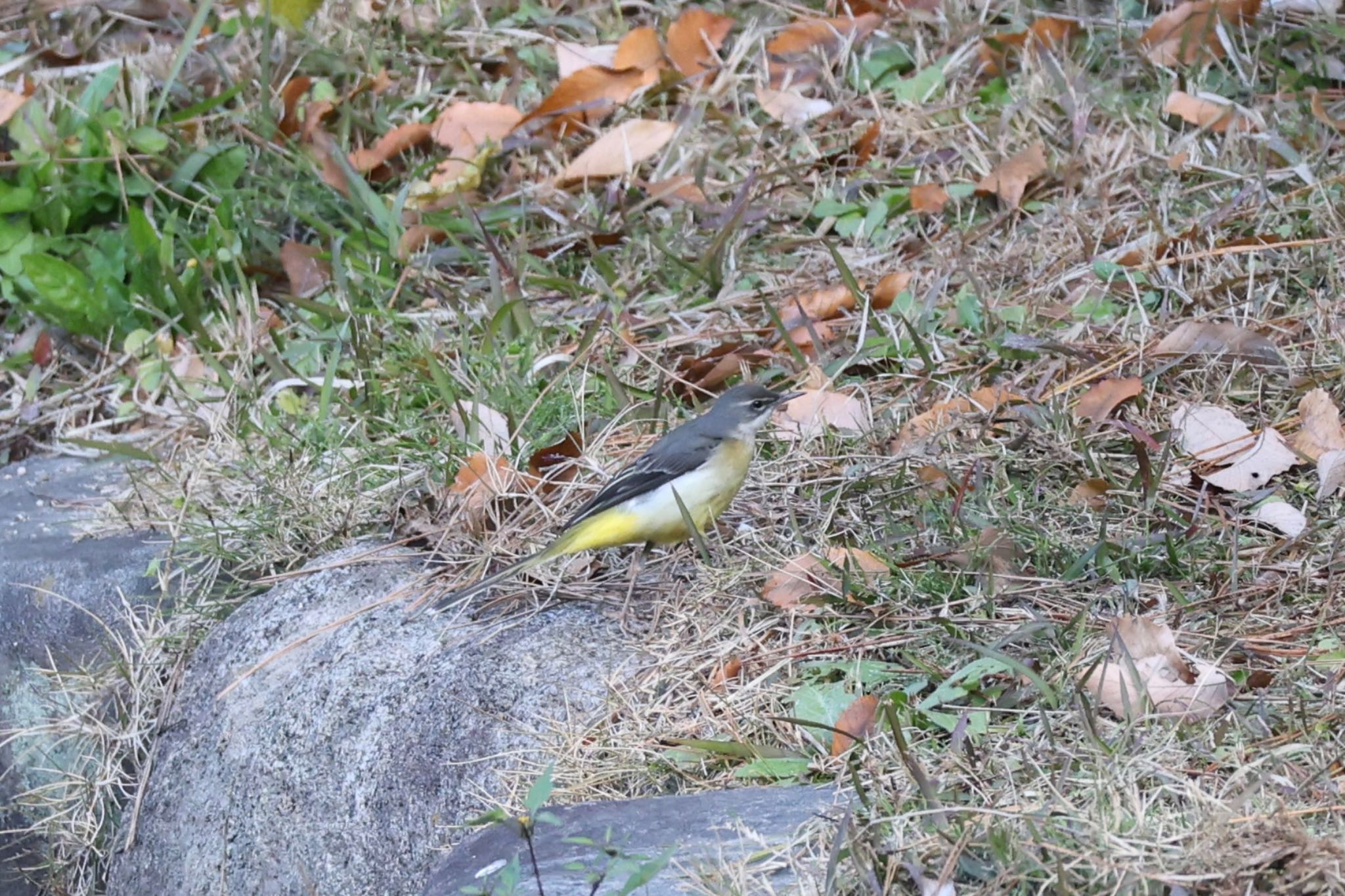 Photo of Grey Wagtail at 上野台公園（東海市） by ベルサス