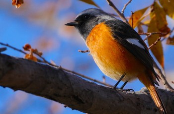 2023年12月9日(土) 万代池の野鳥観察記録