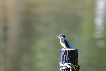 Common Kingfisher 門池公園(沼津市) Sat, 12/9/2023