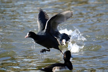 Eurasian Coot 門池公園(沼津市) Sat, 12/9/2023