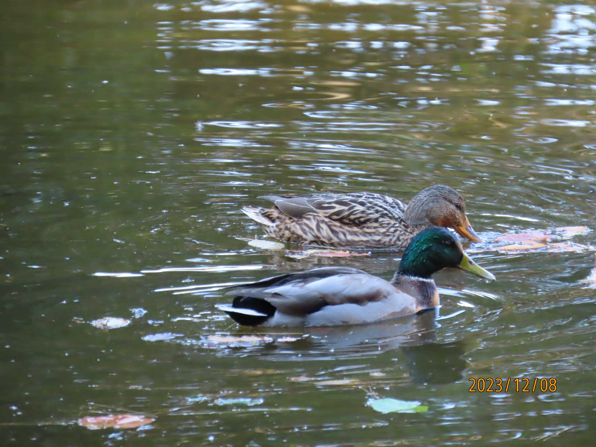 葛西臨海公園 マガモの写真 by チョコレート