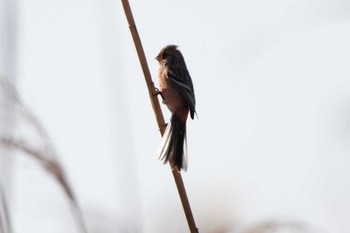 Siberian Long-tailed Rosefinch Unknown Spots Sat, 12/9/2023