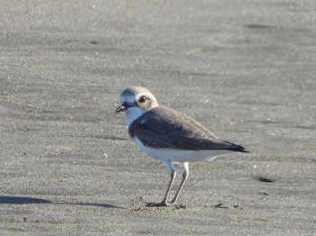 2023年12月9日(土) 葛西臨海公園の野鳥観察記録