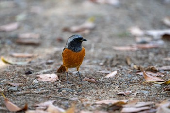 ジョウビタキ 熊本 八景水谷公園 2023年12月9日(土)