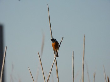 Daurian Redstart 多摩川河口 Sat, 12/9/2023