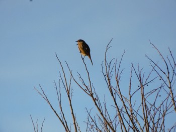 Daurian Redstart 多摩川河口 Sat, 12/9/2023