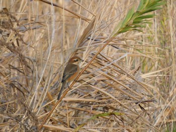 Bull-headed Shrike 多摩川河口 Sat, 12/9/2023