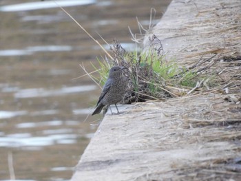 Blue Rock Thrush 多摩川河口 Sat, 12/9/2023