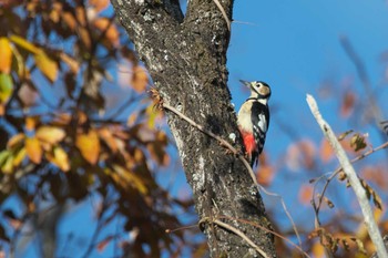 Great Spotted Woodpecker 宝塚市 Sat, 12/9/2023