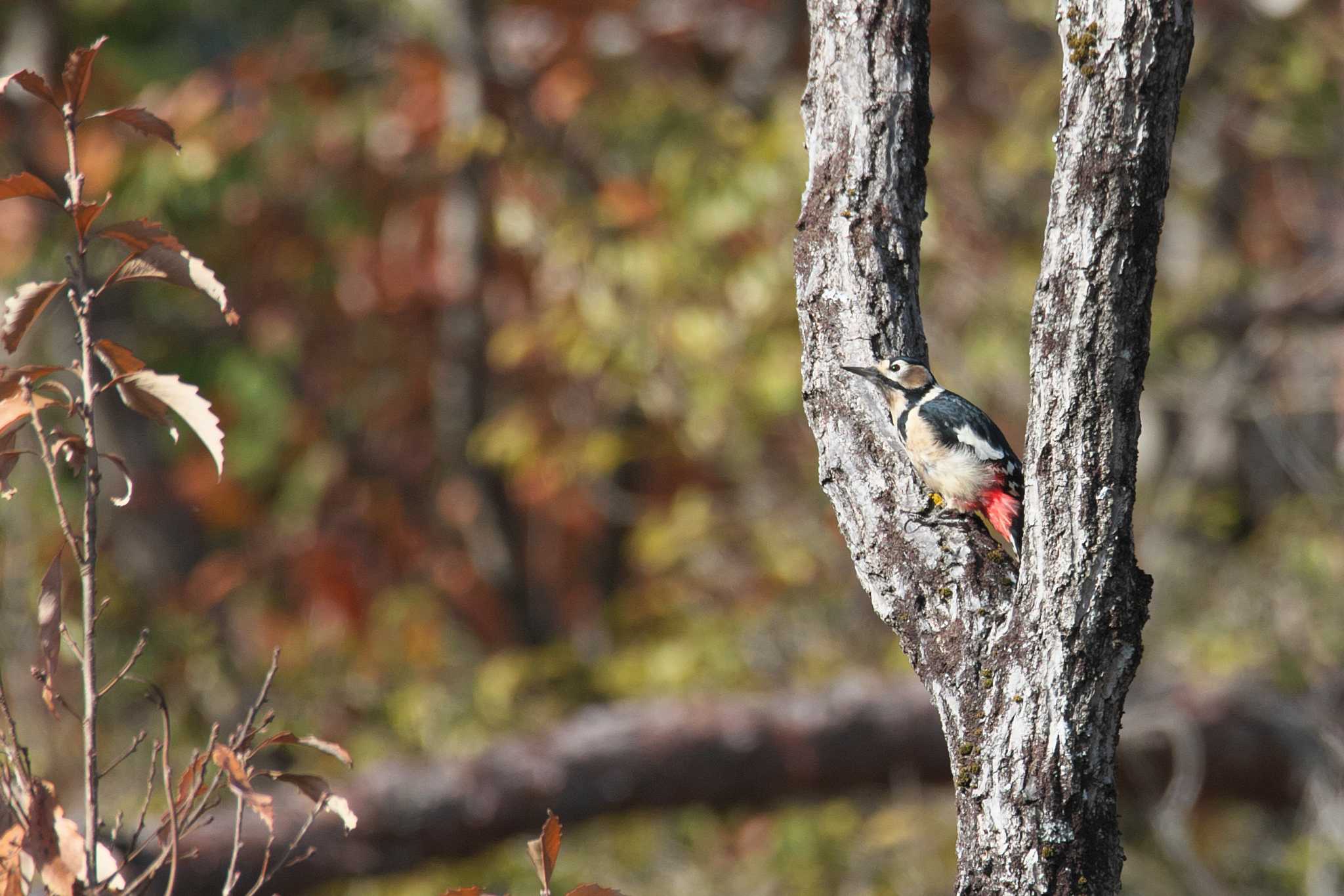 Photo of Great Spotted Woodpecker at 宝塚市 by img.tko.pict