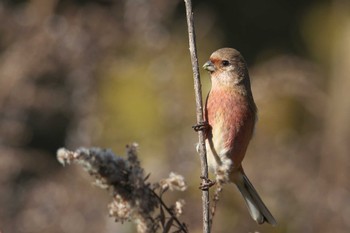 Siberian Long-tailed Rosefinch 宝塚市 Sat, 12/9/2023