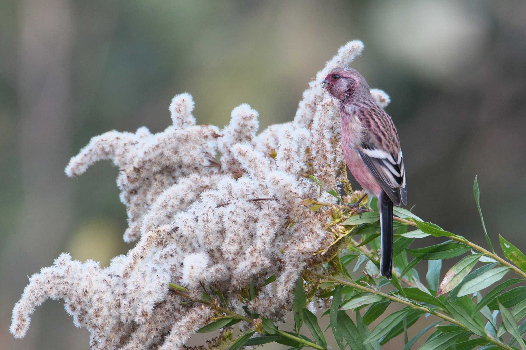 Photo of Siberian Long-tailed Rosefinch at 宝塚市 by img.tko.pict