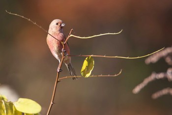 Siberian Long-tailed Rosefinch 宝塚市 Sat, 12/9/2023