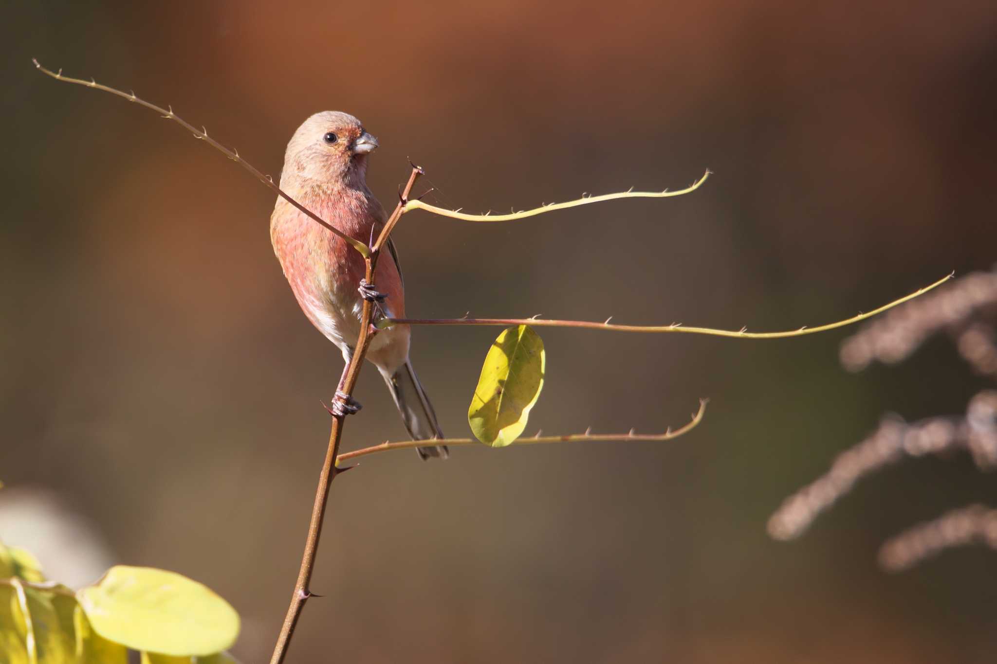 Photo of Siberian Long-tailed Rosefinch at 宝塚市 by img.tko.pict