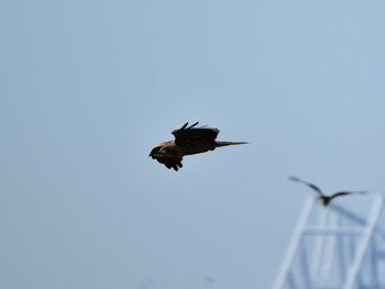 Black Kite 東京22 Sun, 10/7/2018