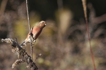 Siberian Long-tailed Rosefinch 宝塚市 Sat, 12/9/2023