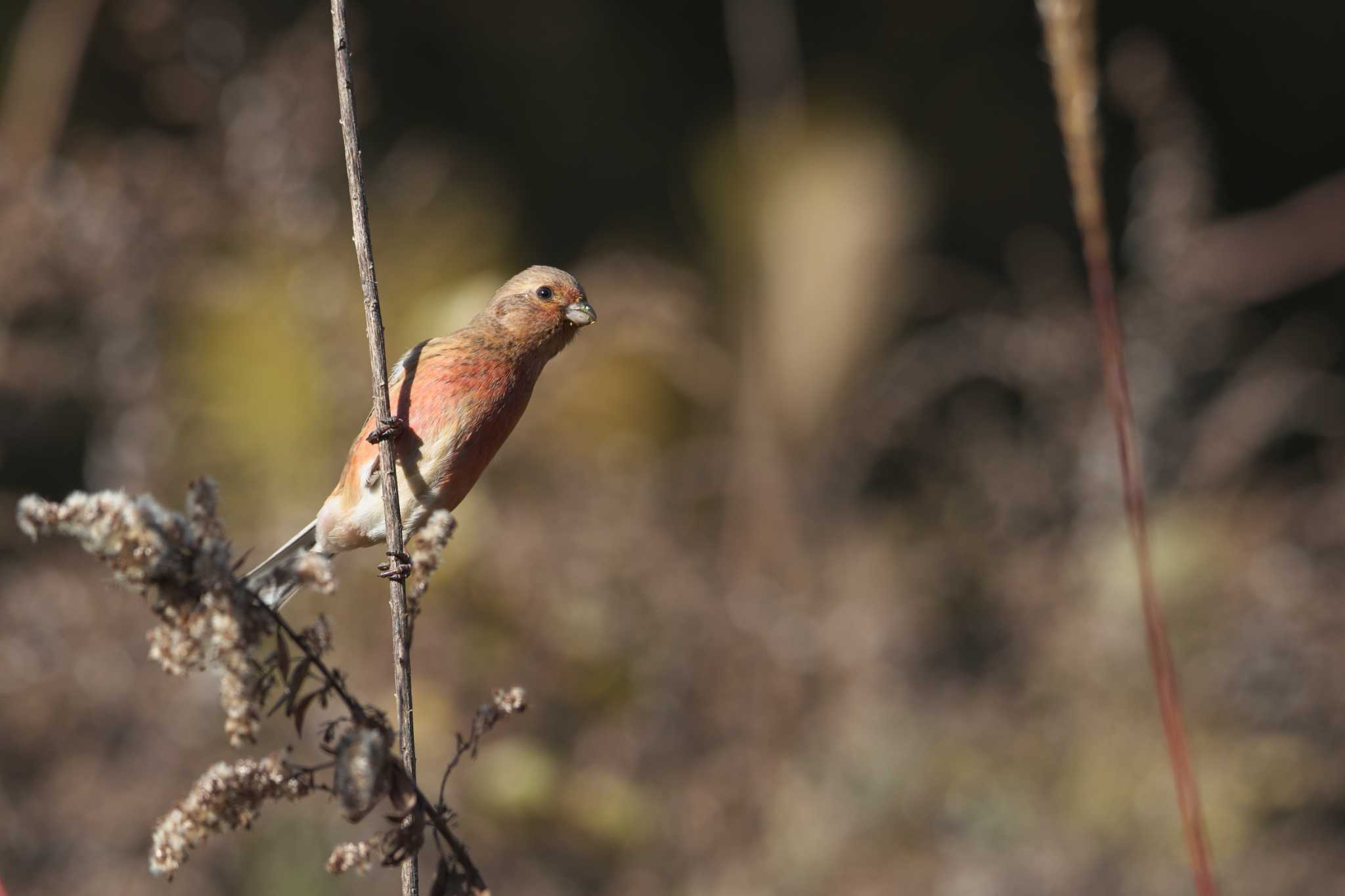 Photo of Siberian Long-tailed Rosefinch at 宝塚市 by img.tko.pict