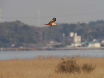 チュウヒ 妙岐ノ鼻 2023年12月9日(土)