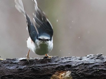 2023年12月9日(土) 左股川緑地(札幌市西区)の野鳥観察記録