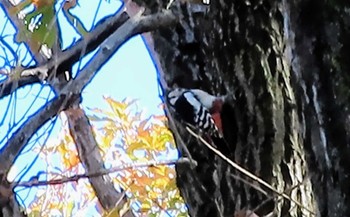 Great Spotted Woodpecker 小山内裏公園 Sun, 12/3/2023