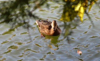 マガモ 長池公園 2023年12月3日(日)