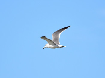 Black-tailed Gull 東京22 Sun, 10/7/2018