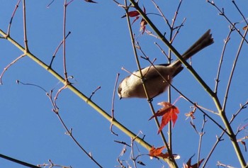 エナガ 長池公園 2023年12月3日(日)