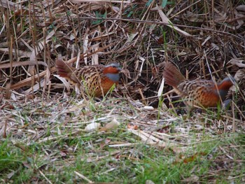 Chinese Bamboo Partridge Maioka Park Sat, 12/9/2023