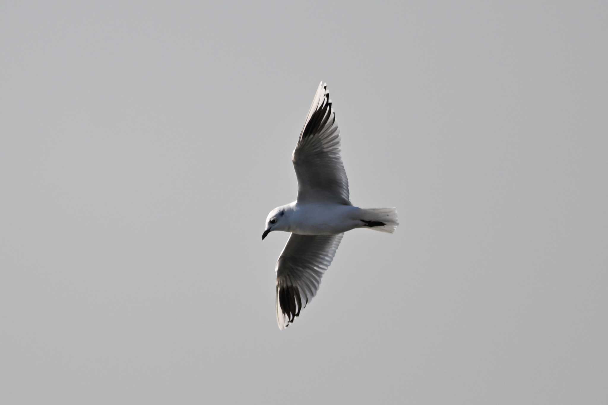 Saunders's Gull