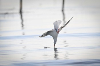 ユリカモメ ふなばし三番瀬海浜公園 2023年12月9日(土)