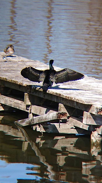 カワウ 水元公園 2023年3月21日(火)