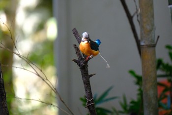 Common Kingfisher 源兵衛川 Sat, 12/9/2023