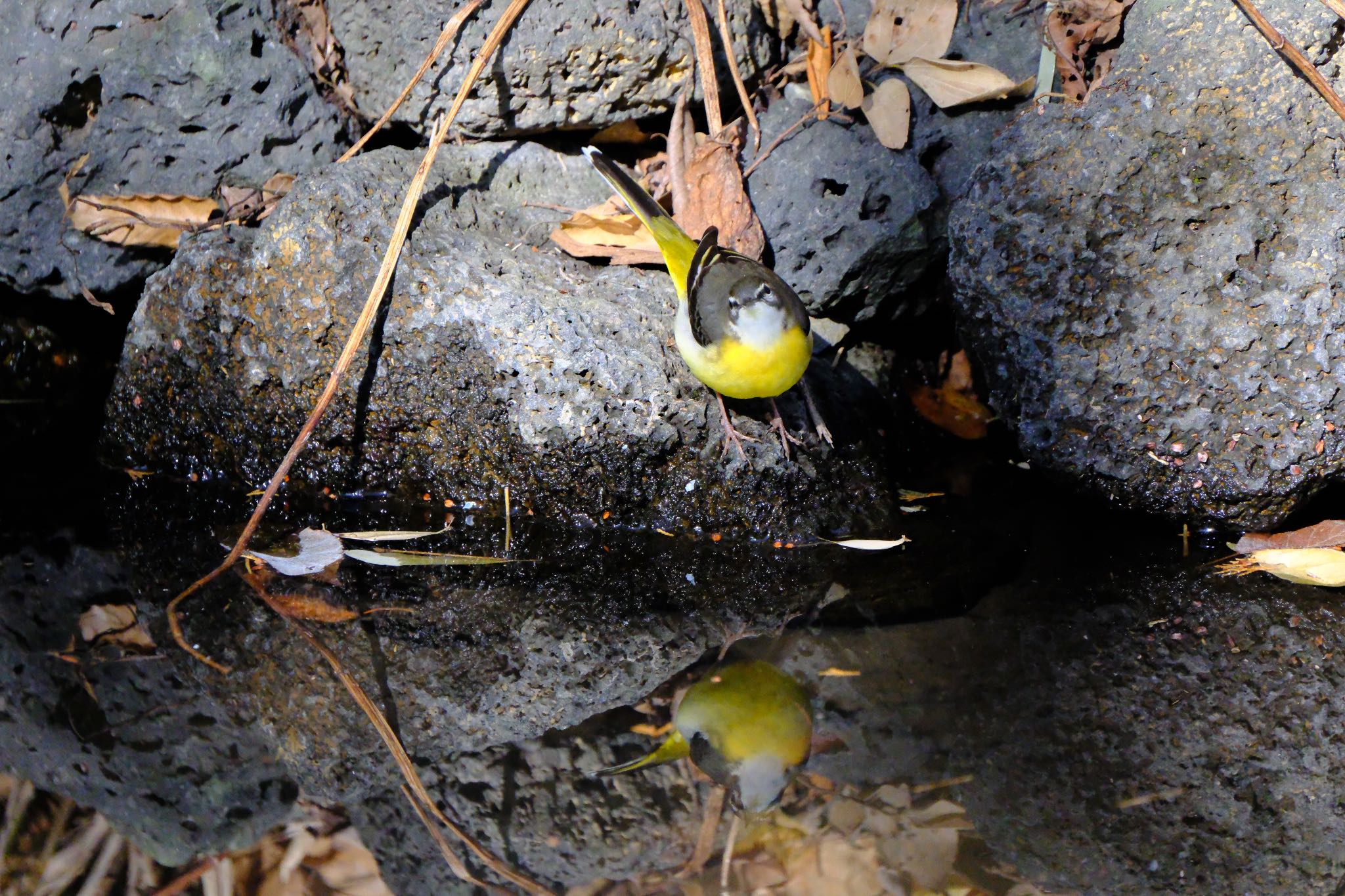 Photo of Grey Wagtail at 源兵衛川 by ポン介